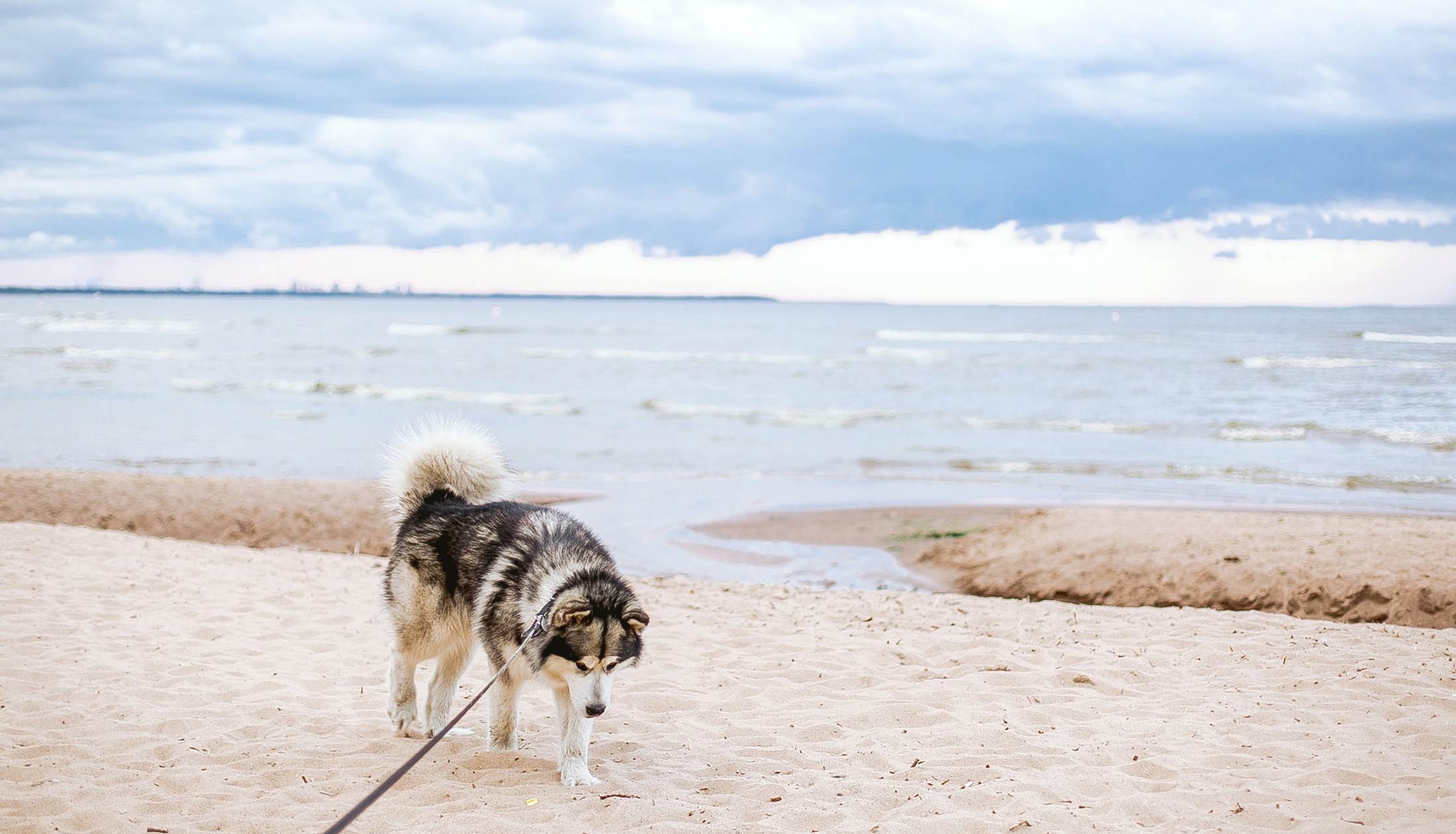 Perro en la playa