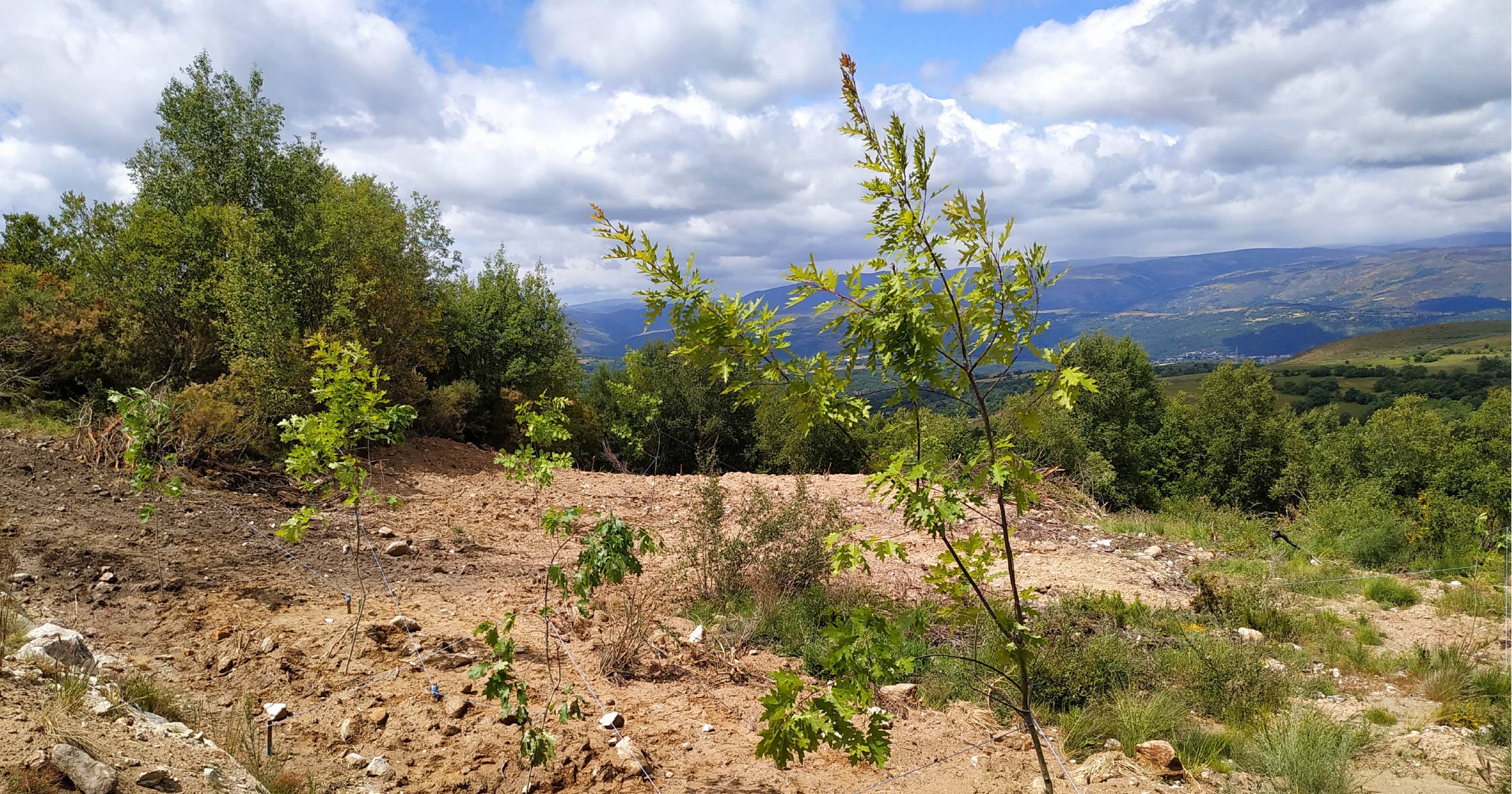 Plantación de árboles