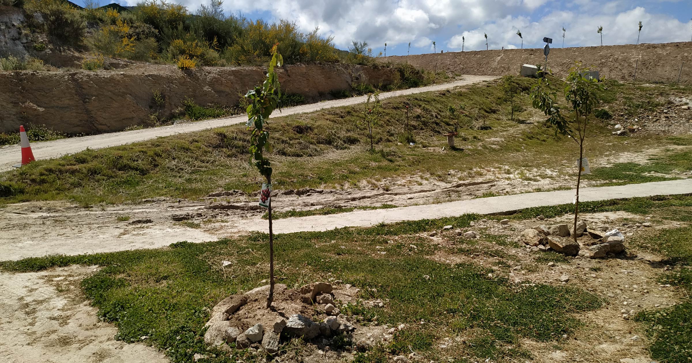 Plantación de árboles en Mina de Penouta