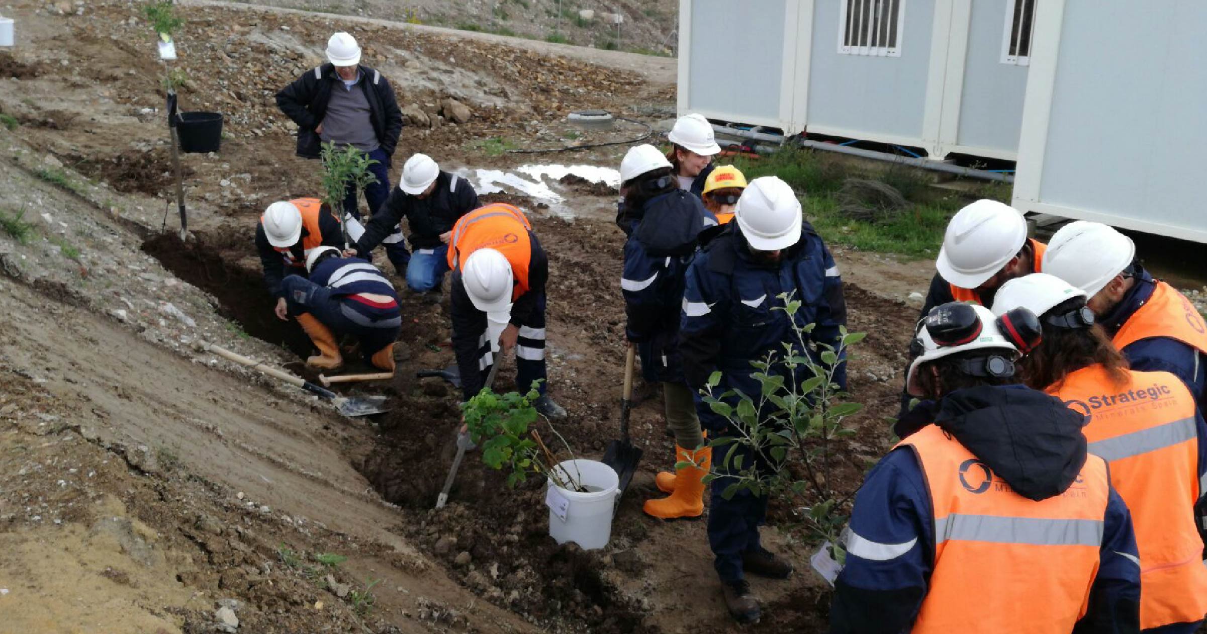 Plantación de árboles en Mina de Penouta